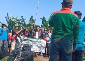 Petani Widang-Plumpang Jebol Tanggul Waduk Jabung, Ribuan Hektar Sawah Terendam