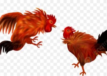 Viral !!! Oknum Anggota Korem 131 Santiago Sulawesi Utara Diduga Membekengi Sabung Ayam Di Manado