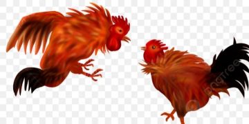 Viral !!! Oknum Anggota Korem 131 Santiago Sulawesi Utara Diduga Membekengi Sabung Ayam Di Manado