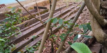 Tipikor Diminta Tangkap Kepala Desa Gattareng, Dibalik Misteri Raibnya Rumah Dinas .