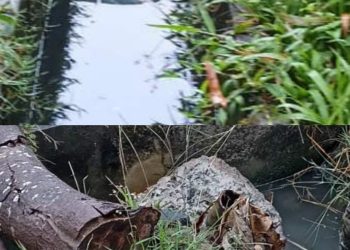 Warga Desa Rahayu Soko Tuban Resah Karena Diduga Adanya Kebocoran Limbah PT PHE