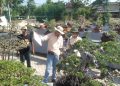 Pameran & Kontes Bonsai Lokal Petung Dharmawangsa ke-9 Resmi Digelar, Ajang Silaturahmi dan Pelestarian Seni Bonsai di Gresik