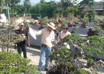 Pameran & Kontes Bonsai Lokal Petung Dharmawangsa ke-9 Resmi Digelar, Ajang Silaturahmi dan Pelestarian Seni Bonsai di Gresik