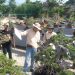 Pameran & Kontes Bonsai Lokal Petung Dharmawangsa ke-9 Resmi Digelar, Ajang Silaturahmi dan Pelestarian Seni Bonsai di Gresik