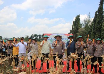 Kepolisian Seluruh Indonesia Serentak Laksanakan Panen Jagung, Polres Tuban Juga Giat Memanen Jagung