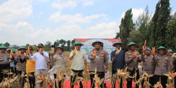 Kepolisian Seluruh Indonesia Serentak Laksanakan Panen Jagung, Polres Tuban Juga Giat Memanen Jagung