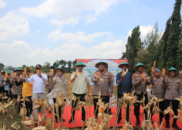 Kepolisian Seluruh Indonesia Serentak Laksanakan Panen Jagung, Polres Tuban Juga Giat Memanen Jagung
