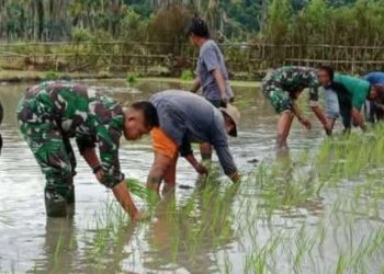 Koramil 0813/09 Sumberjo Demi Ketahanan Pangan TNI Bersama Petani Menanam Padi Disawah 