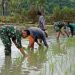 Koramil 0813/09 Sumberjo Demi Ketahanan Pangan TNI Bersama Petani Menanam Padi Disawah 