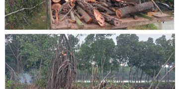 Lurah Kedungasem Perintahkan Pekerjanya Gunduli Pohon Mangrove di Sumberasih