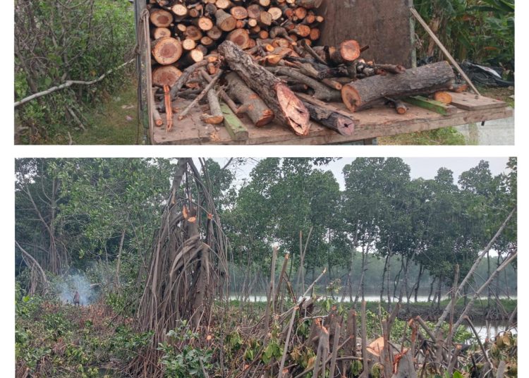 Lurah Kedungasem Perintahkan Pekerjanya Gunduli Pohon Mangrove di Sumberasih