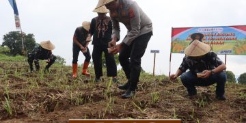 *Perkuat Ketahanan Pangan, Kapolres Kuningan Pimpin Penanaman Jagung Serentak Kuartal I di Desa Gunung Keling*