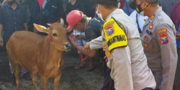 Tertipu Rp 14,7 Juta di Pasar Wonoasih, Komplotan Penjual Sapi Gadungan Diciduk Polisi