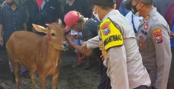 Tertipu Rp 14,7 Juta di Pasar Wonoasih, Komplotan Penjual Sapi Gadungan Diciduk Polisi