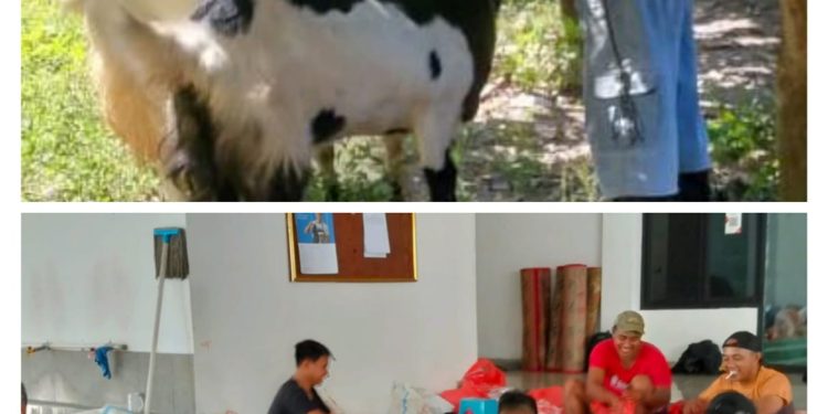 Kambing Etawa Terbesar Di potong Di Korem 131 Santiago Sulawesi Utara Bersama 7 Ekor Sapi Di Hari Raya Idhul Adha