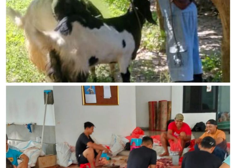 Kambing Etawa Terbesar Di potong Di Korem 131 Santiago Sulawesi Utara Bersama 7 Ekor Sapi Di Hari Raya Idhul Adha