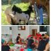 Kambing Etawa Terbesar Di potong Di Korem 131 Santiago Sulawesi Utara Bersama 7 Ekor Sapi Di Hari Raya Idhul Adha