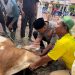 Kapolres Langkat Pimpin Penyembelihan Hewan Qurban, Wujud Kepedulian Polri kepada Masyarakat