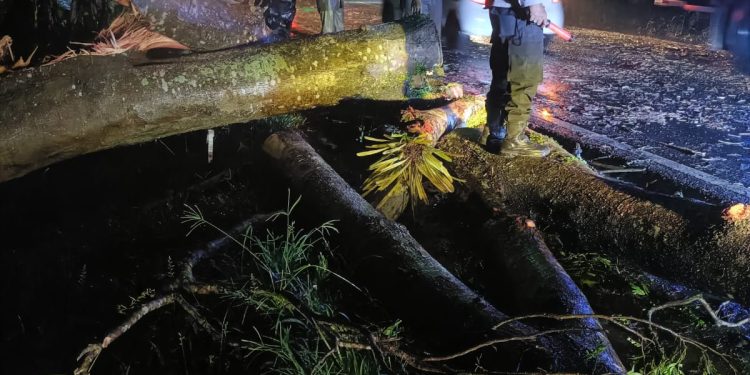 *Polres Langkat Gerak Cepat Evakuasi Pohon Tumbang dan Urai Kemacetan Arus Lalu Lintas*