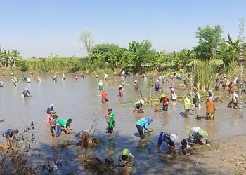 Tradisi Sedekah Bumi dusun Maner Tuban, Ratusan Warga Turun Ke Bendungan Guna Tangkap Ikan Bersama