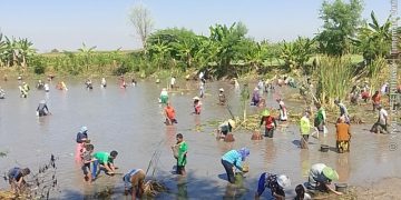 Tradisi Sedekah Bumi dusun Maner Tuban, Ratusan Warga Turun Ke Bendungan Guna Tangkap Ikan Bersama