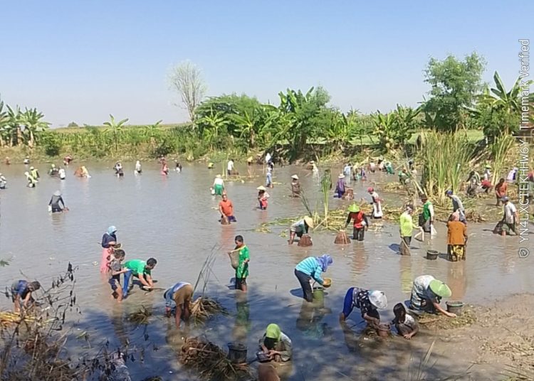 Tradisi Sedekah Bumi dusun Maner Tuban, Ratusan Warga Turun Ke Bendungan Guna Tangkap Ikan Bersama