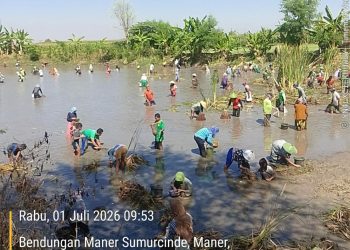 Tradisi Sedekah Bumi dusun Maner Tuban, Ratusan Warga Turun Ke Bendungan Guna Tangkap Ikan Bersama