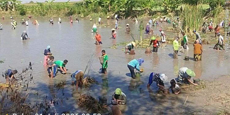 Tradisi Sedekah Bumi dusun Maner Tuban, Ratusan Warga Turun Ke Bendungan Guna Tangkap Ikan Bersama