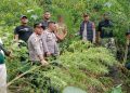 Respon Cepat Polres Langkat Ungkap Ladang Ganja di Kuala, 11 Batang Diamankan