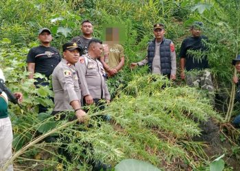 Respon Cepat Polres Langkat Ungkap Ladang Ganja di Kuala, 11 Batang Diamankan
