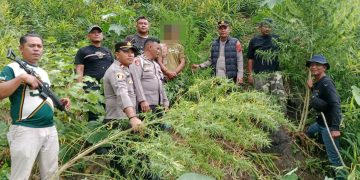 Respon Cepat Polres Langkat Ungkap Ladang Ganja di Kuala, 11 Batang Diamankan