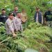 Respon Cepat Polres Langkat Ungkap Ladang Ganja di Kuala, 11 Batang Diamankan
