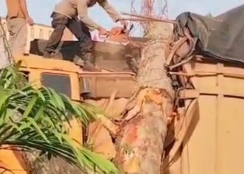 Pohon Tumbang Timpa Truk di Desa Pematang tengah, Polisi Bergerak Cepat Evakuasi Lokasi