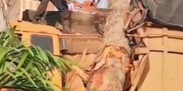 Pohon Tumbang Timpa Truk di Desa Pematang tengah, Polisi Bergerak Cepat Evakuasi Lokasi
