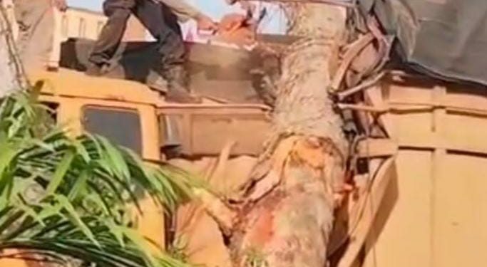 Pohon Tumbang Timpa Truk di Desa Pematang tengah, Polisi Bergerak Cepat Evakuasi Lokasi