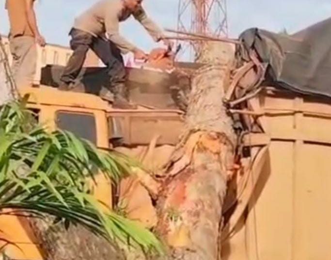 Pohon Tumbang Timpa Truk di Desa Pematang tengah, Polisi Bergerak Cepat Evakuasi Lokasi
