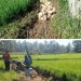 Kinprojamin,”Tangkap,” Inul Mengacak Kelompok tani Dana Bantuan P3A Di Rampok Di Kabupaten Bone