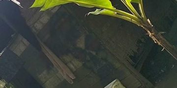 Darurat Narkoba di Kecamatan Hinai, Diminta APH Segera Bertindak Tegas