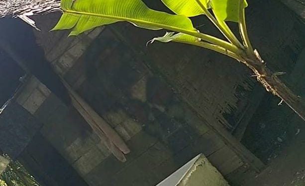 Darurat Narkoba di Kecamatan Hinai, Diminta APH Segera Bertindak Tegas