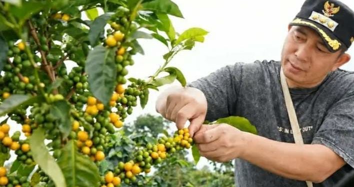 Kopi Pagaralam Tembus Barcelona 2026 dan 20 Besar KKSI, Ludi Oliansyah Dorong Raden Kuning Mendunia
